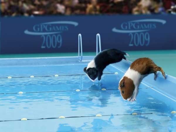 006_olimpics_animals.jpg