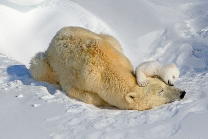 Подборка лучших фото дикой природы за 2008 год, белые медведи