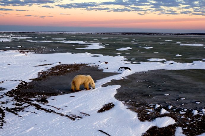 Подборка лучших фото дикой природы за 2008 год, белые медведи
