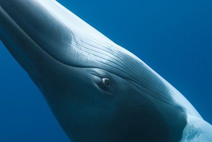 Подборка лучших фото дикой природы за 2008 год, кит