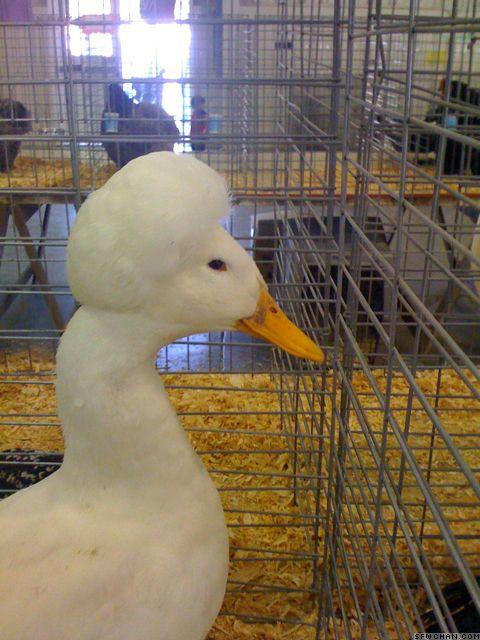 afro-duck