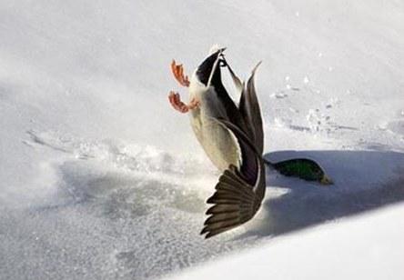 duck-crash-landing