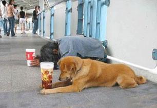 homelessdoggy