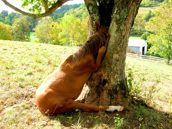 horse_tree